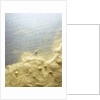 Gold Dust on a River Bank by Anonymous