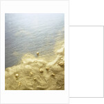 Gold Dust on a River Bank by Anonymous