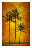 Three Palms by Doug Landreth
