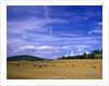 Rolls of Hay in Medmenham by Anonymous