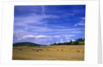 Rolls of Hay in Medmenham by Anonymous