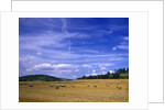 Rolls of Hay in Medmenham by Anonymous