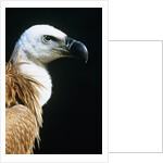 Proud Griffin by Anonymous