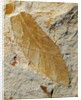 Fossil Leaf of Seed Fern by Anonymous