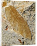 Fossil Leaf of Seed Fern by Anonymous