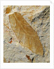 Fossil Leaf of Seed Fern by Anonymous
