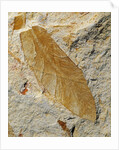 Fossil Leaf of Seed Fern by Anonymous