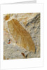 Fossil Leaf of Seed Fern by Anonymous