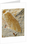 Fossil Leaf of Seed Fern by Anonymous
