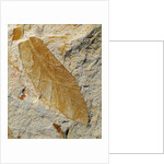 Fossil Leaf of Seed Fern by Anonymous