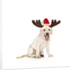 Lab Puppy Wearing Antlers by Anonymous