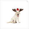 Lab Puppy Wearing Antlers by Anonymous
