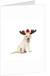 Lab Puppy Wearing Antlers by Anonymous
