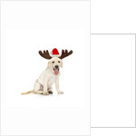 Lab Puppy Wearing Antlers by Anonymous