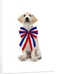 Lab Puppy Wearing Patriotic Bow Tie by Anonymous