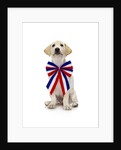 Lab Puppy Wearing Patriotic Bow Tie by Anonymous