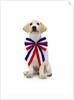 Lab Puppy Wearing Patriotic Bow Tie by Anonymous