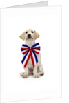 Lab Puppy Wearing Patriotic Bow Tie by Anonymous