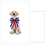 Lab Puppy Wearing Patriotic Bow Tie by Anonymous