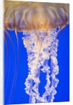 Jelly Fish by Anonymous