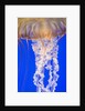 Jelly Fish by Anonymous
