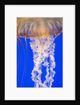 Jelly Fish by Anonymous
