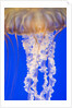 Jelly Fish by Anonymous