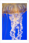 Jelly Fish by Anonymous