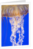 Jelly Fish by Anonymous