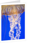 Jelly Fish by Anonymous