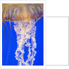 Jelly Fish by Anonymous