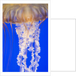 Jelly Fish by Anonymous