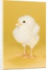 Chick by Anonymous