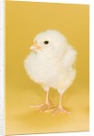 Chick by Anonymous