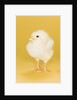 Chick by Anonymous