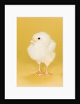 Chick by Anonymous