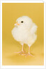 Chick by Anonymous