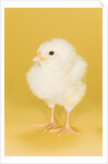Chick by Anonymous