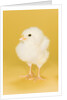 Chick by Anonymous
