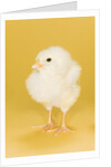 Chick by Anonymous
