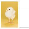 Chick by Anonymous