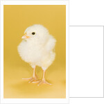 Chick by Anonymous