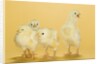 Chicks by Anonymous