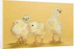 Chicks by Anonymous