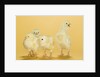 Chicks by Anonymous