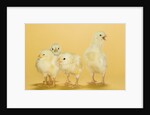 Chicks by Anonymous