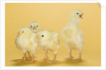 Chicks by Anonymous