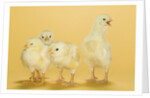 Chicks by Anonymous