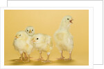 Chicks by Anonymous