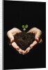 Seedling in Man's Hands by Anonymous